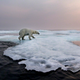 Image for article titled The best nature photo of the year is this badass polar bear